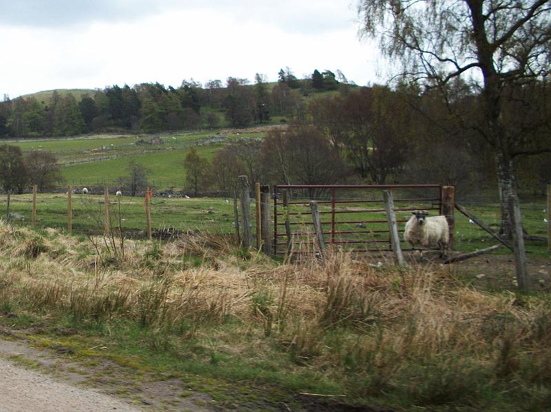 Perth-Aviemore, overzicht dag3, (168).JPG